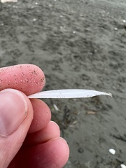 Ardeamya spenceri