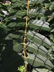 Ailanthus altissima