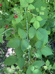 Rubus occidentalis