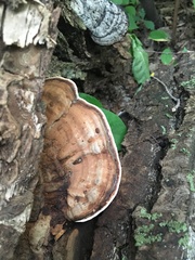 Ganoderma applanatum