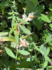 Cuscuta rostrata