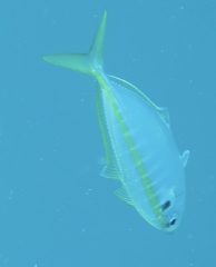 Selaroides leptolepis