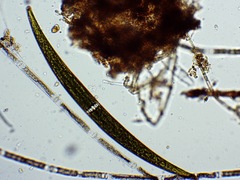 Closterium costatum