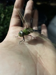 Anax junius