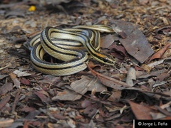 Lygophis lineatus