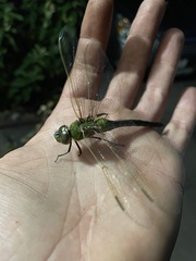 Anax junius