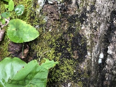 Scytinium dactylinum