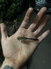 Anax junius