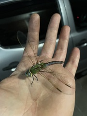 Anax junius