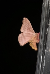 Hylesia dalina