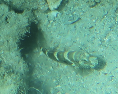 Cryptocentrus strigilliceps