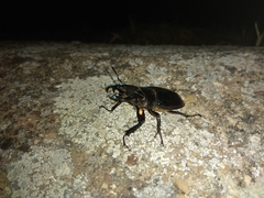 Lucanus barbarossa