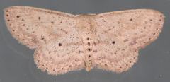 Scopula aemulata
