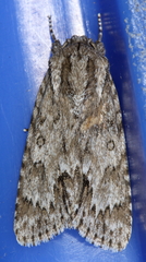 Acronicta longa