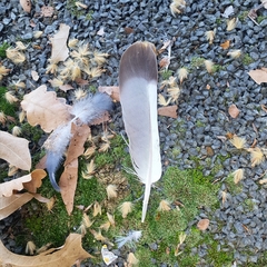 Columba livia domestica
