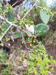 Castela erecta
