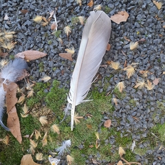 Columba livia domestica