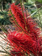 Hakea bucculenta