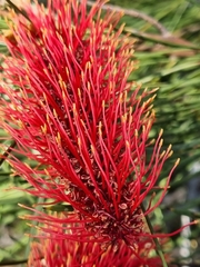 Hakea bucculenta