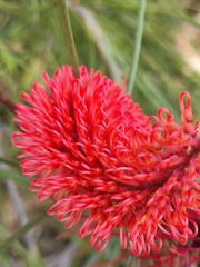 Hakea bucculenta