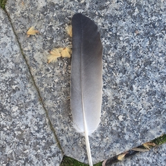 Columba livia domestica