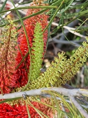 Hakea bucculenta