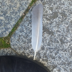 Columba livia domestica