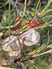 Hakea bucculenta
