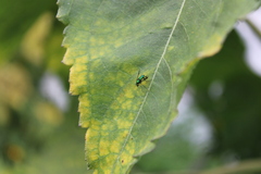 Condylostylus occidentalis
