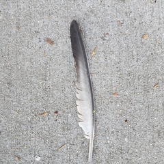 Columba livia domestica