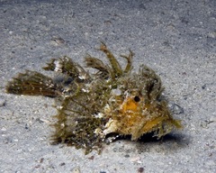 Pteroidichthys amboinensis