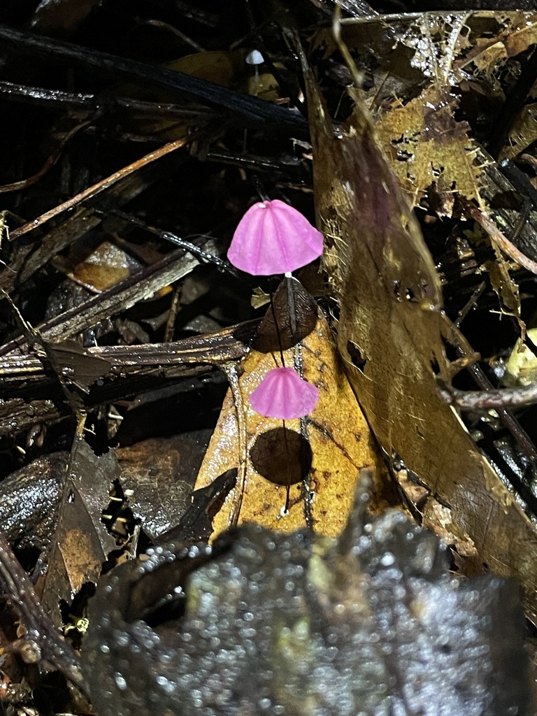 Marasmius haematocephalus · August 2022 · photo: © stephtran (iNaturalist, cc-by)