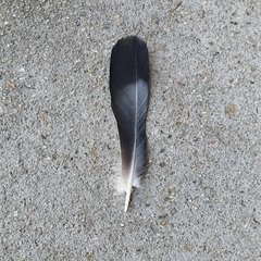 Columba livia domestica