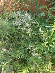 Aloysia citrodora