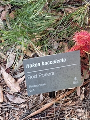 Hakea bucculenta