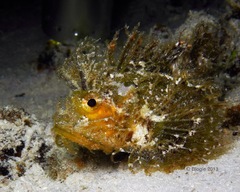 Pteroidichthys amboinensis