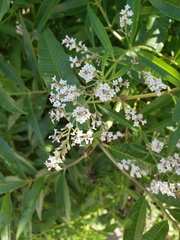 Aloysia citrodora
