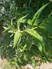 Aloysia citrodora
