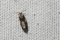 Gypsonoma adjuncta