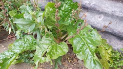 Beta vulgaris cicla