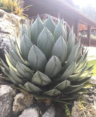 Agave chiapensis