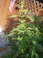 Aloysia citrodora
