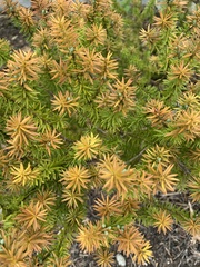 Podocarpus laetus