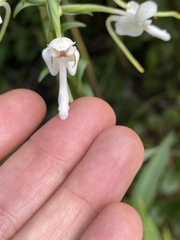 Platanthera integrilabia