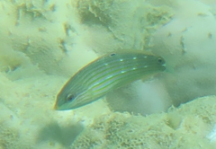 Halichoeres melanurus