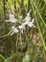 Platanthera integrilabia