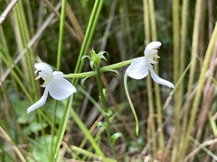 Platanthera integrilabia