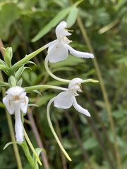 Platanthera integrilabia