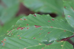 Acalitus longisetosus