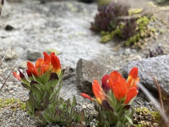 Castilleja tolucensis